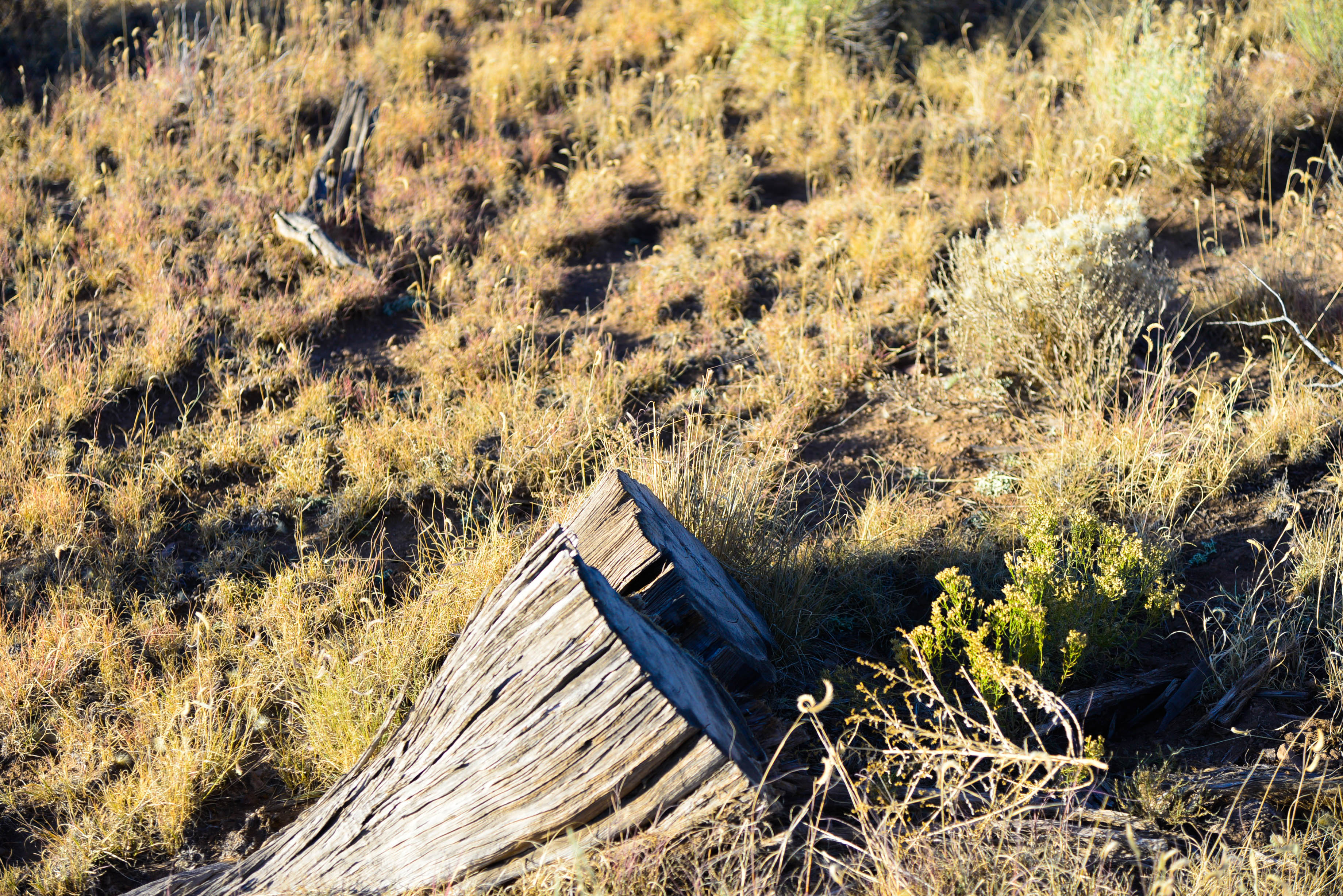 PRICE DROP! 20 Wooded Acres with Great Access near Zuni Lake, GMU 12