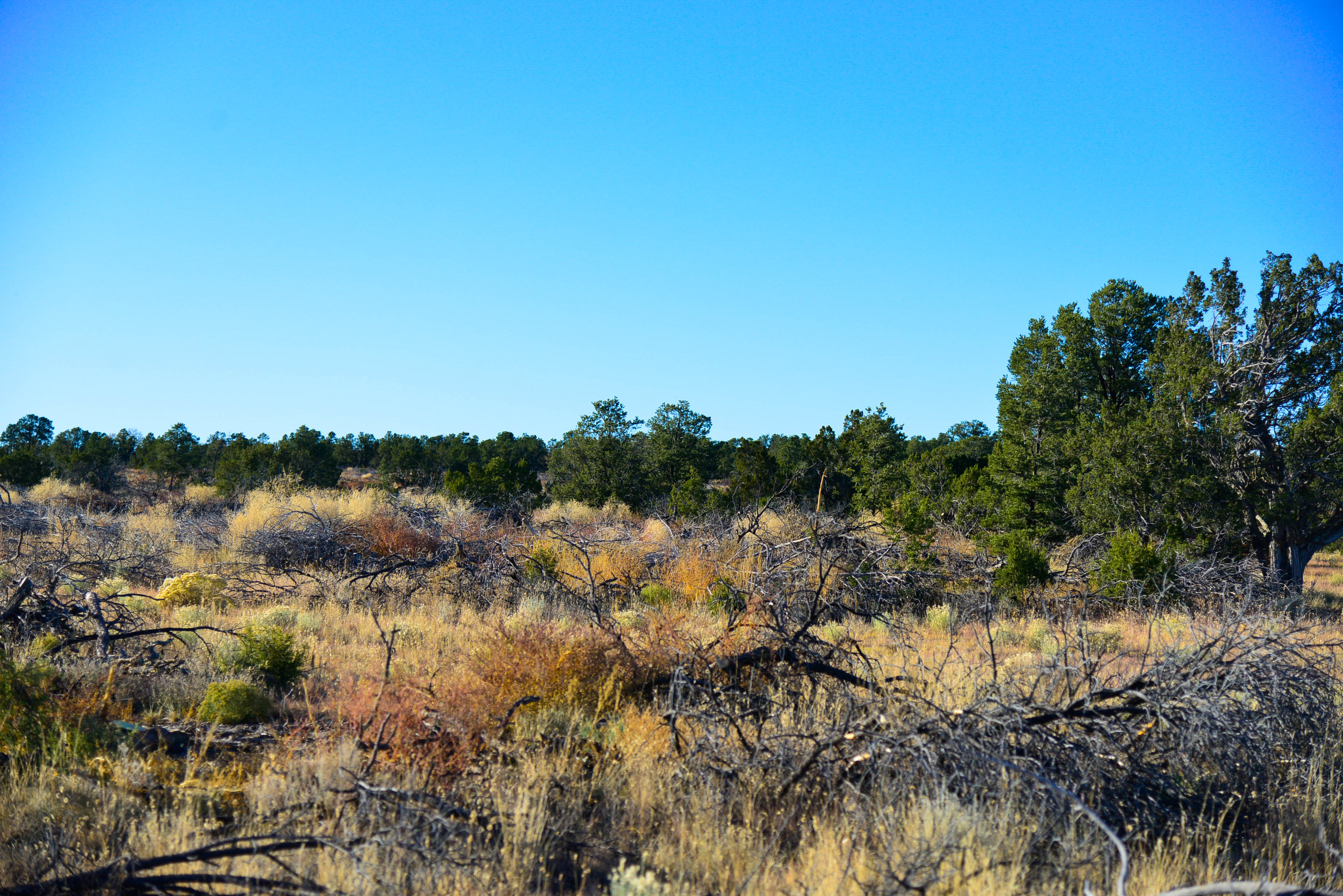 PRICE DROP! 20 Wooded Acres with Great Access near Zuni Lake, GMU 12
