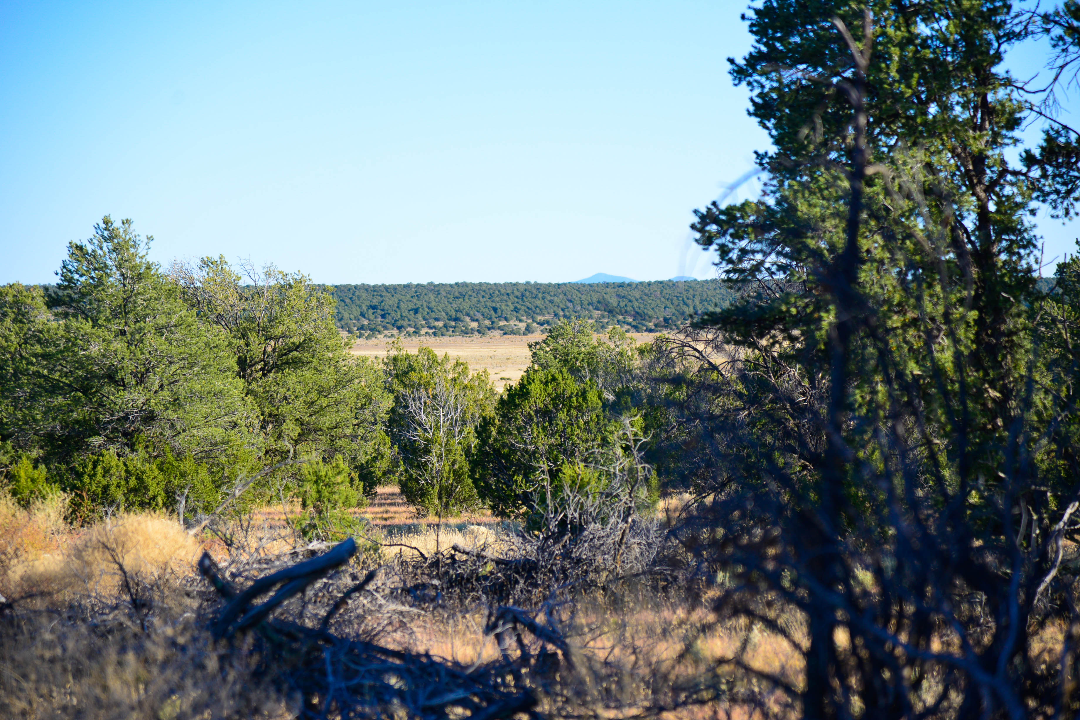 PRICE DROP! 20 Wooded Acres with Great Access near Zuni Lake, GMU 12