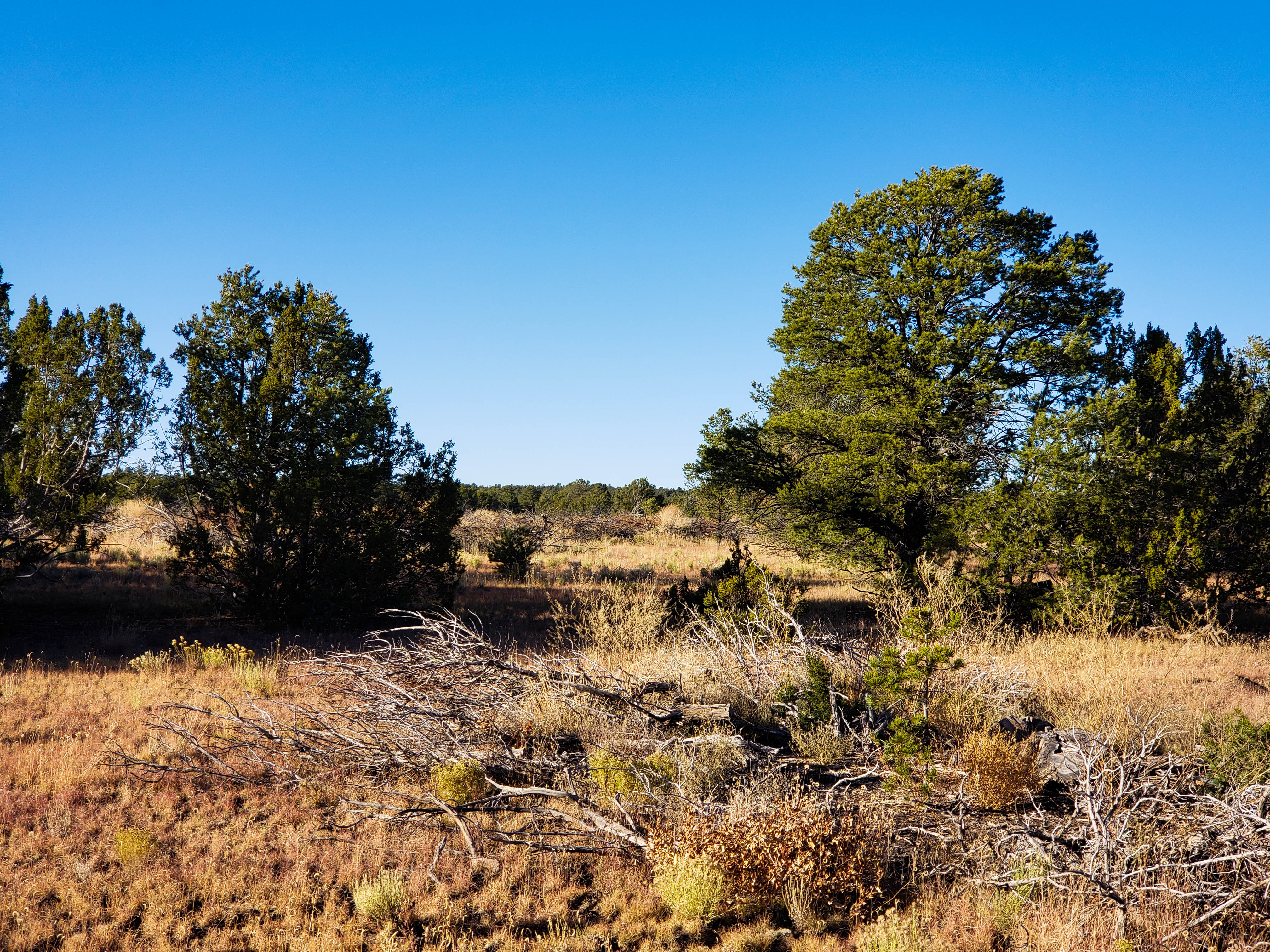 PRICE DROP! 20 Wooded Acres with Great Access near Zuni Lake, GMU 12