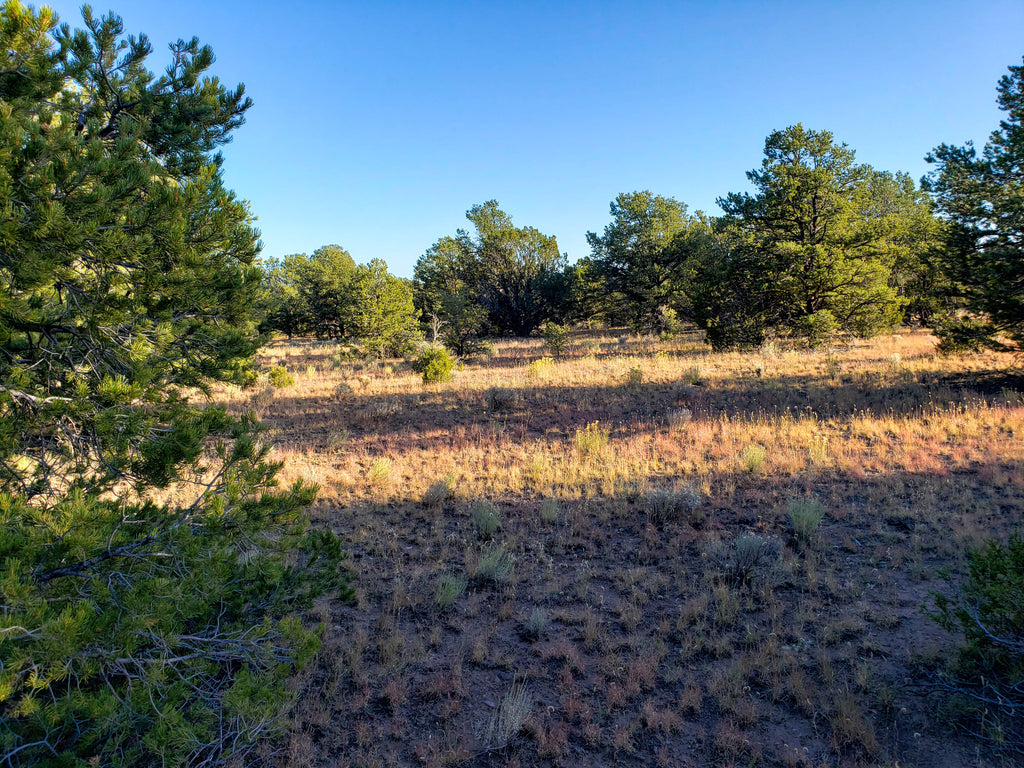 PRICE DROP! 20 Wooded Acres with Great Access near Zuni Lake, GMU 12