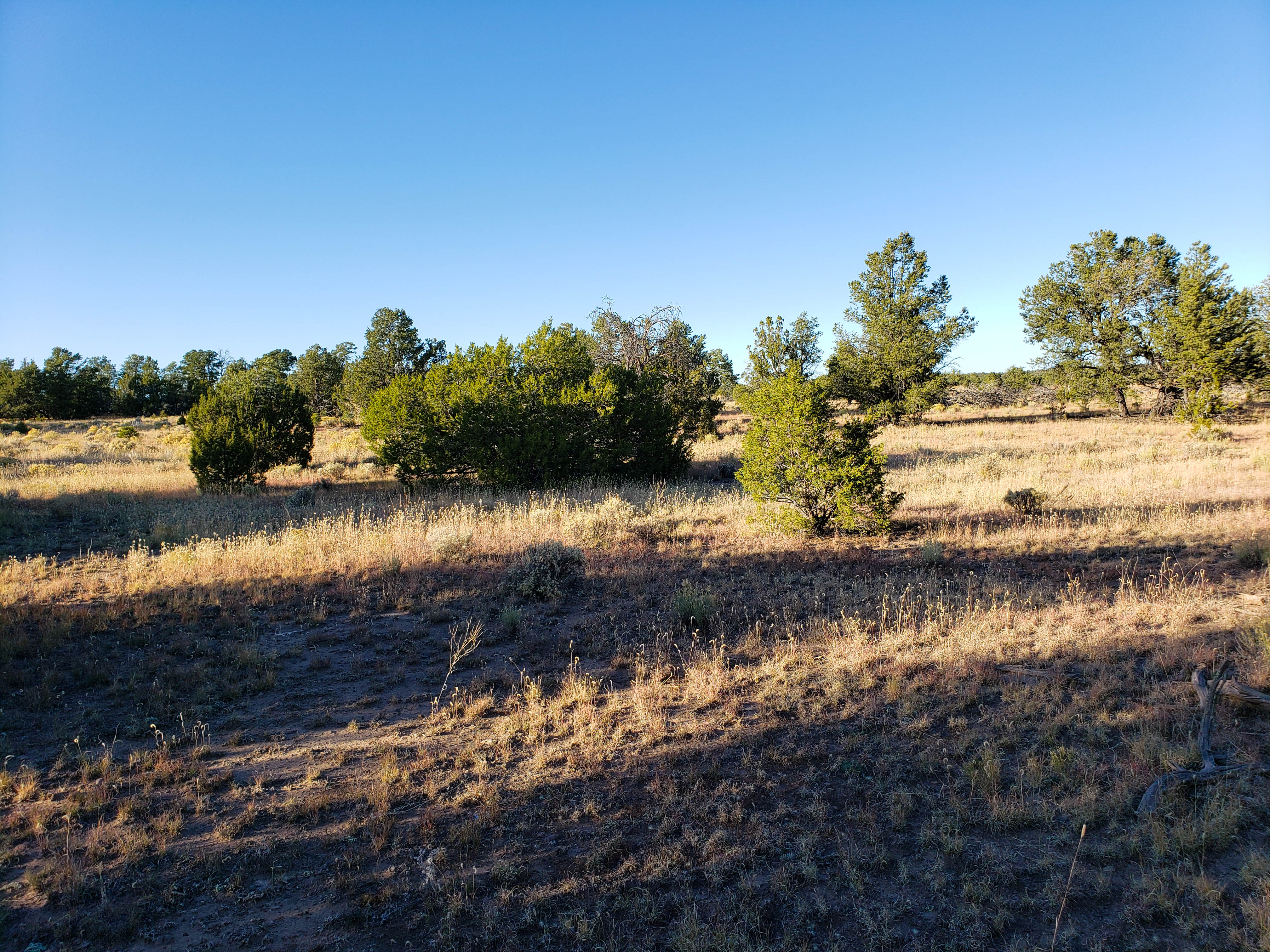 PRICE DROP! 20 Wooded Acres with Great Access near Zuni Lake, GMU 12