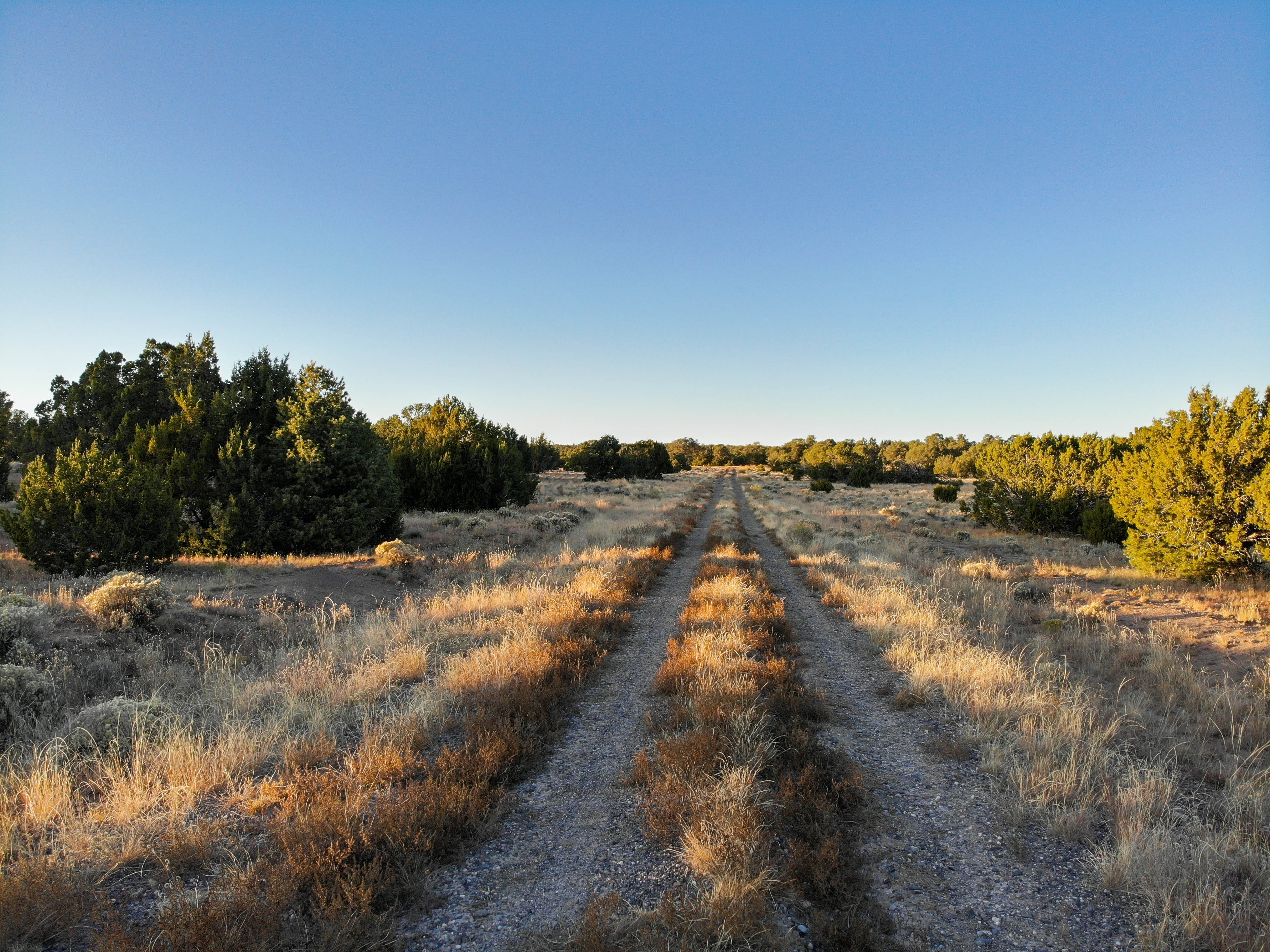 PRICE DROP! 20 Wooded Acres with Great Access near Zuni Lake, GMU 12